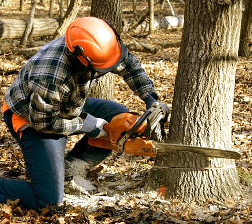 Tree Removal in Tarzan, TX